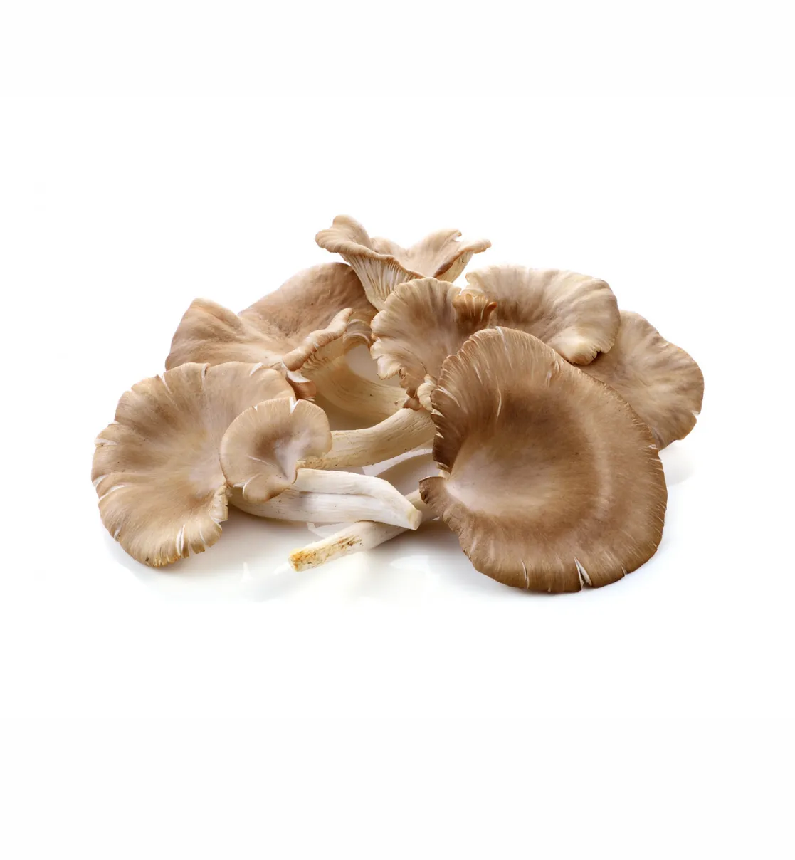 Mushroom (Chhatu)