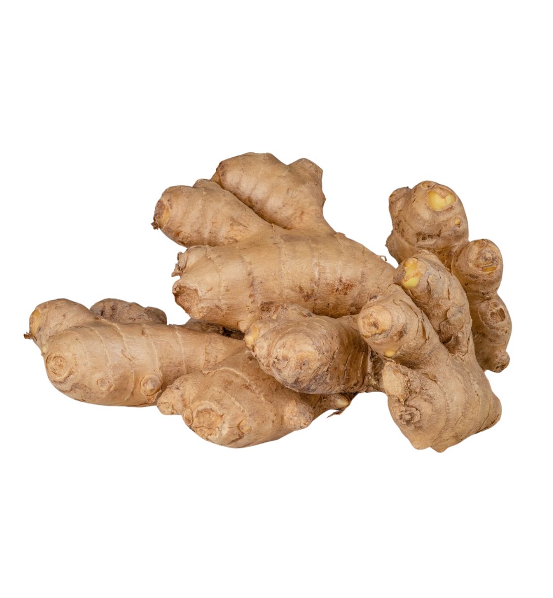 Ginger (Ada)